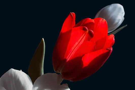 Tulipe rouge à la lumière