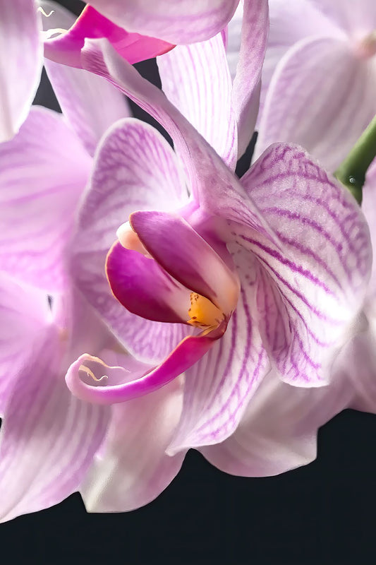Orquídea blanca y rosa de cerca