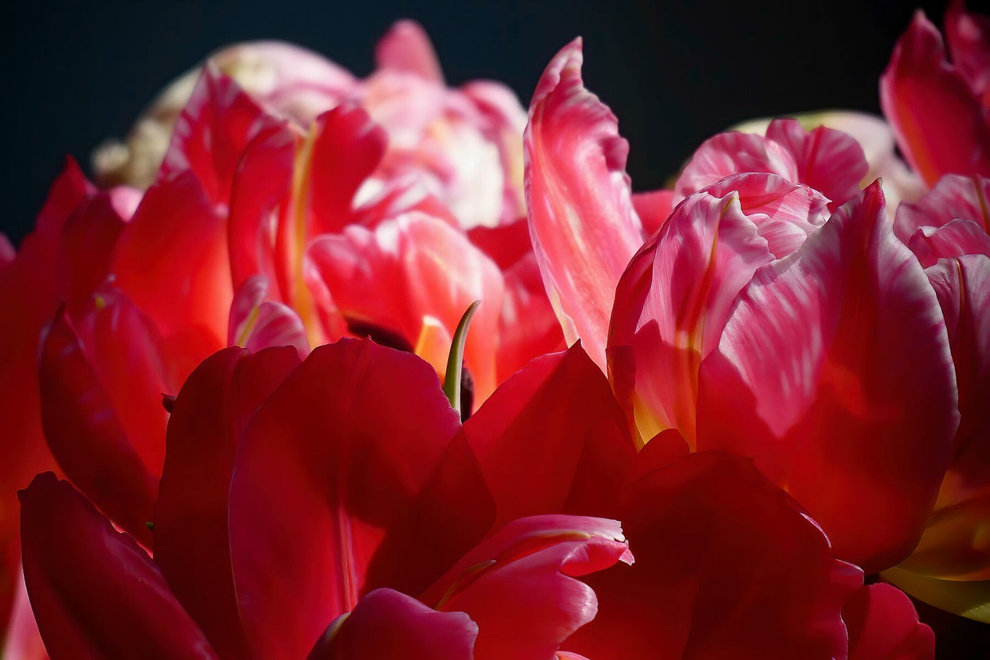 Red Parrot Tulips close up II