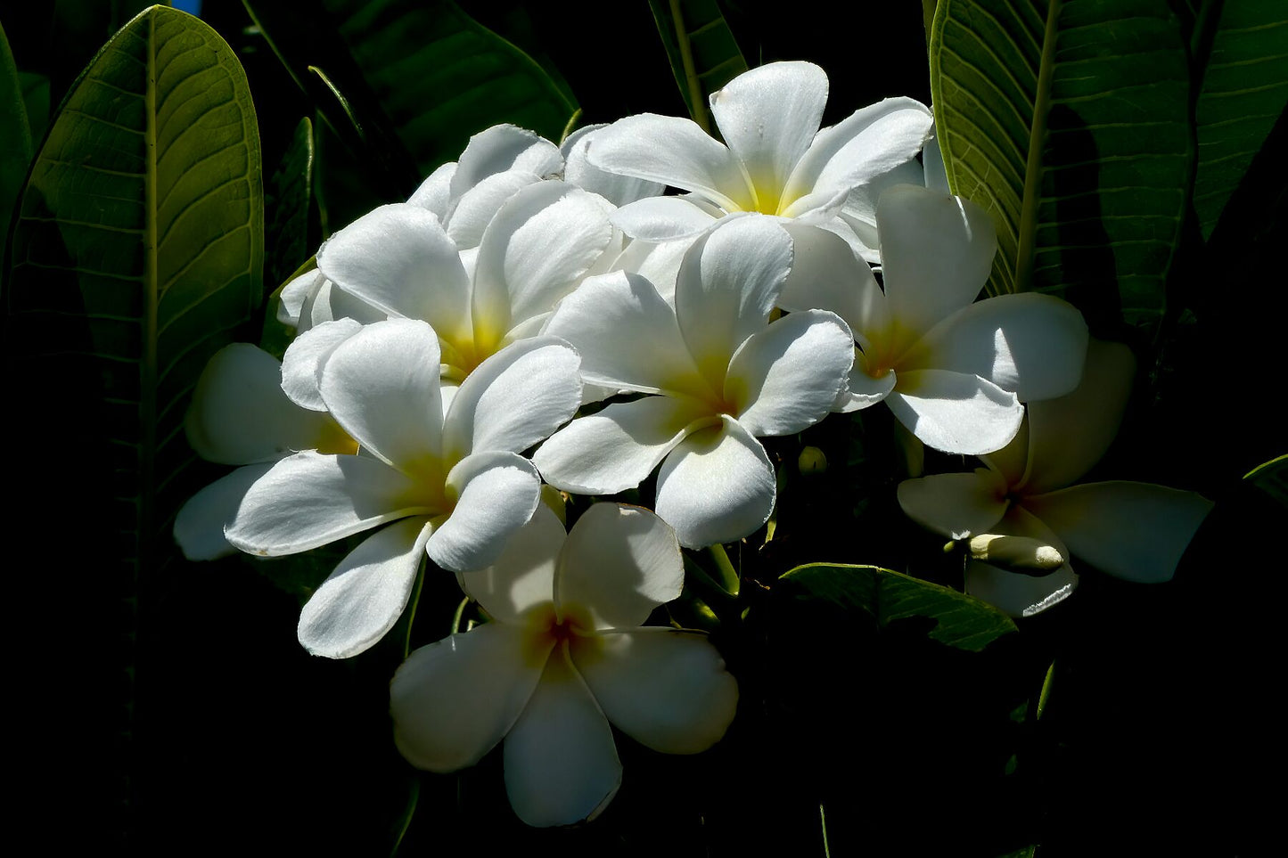 White Plumerias in sunlight