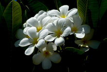 Load image into Gallery viewer, White Plumerias in sunlight
