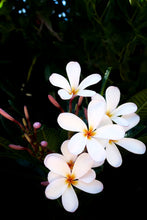 Load image into Gallery viewer, White Plumeria
