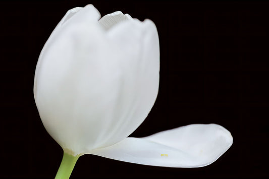 Tulipán blanco con un pétalo abierto.